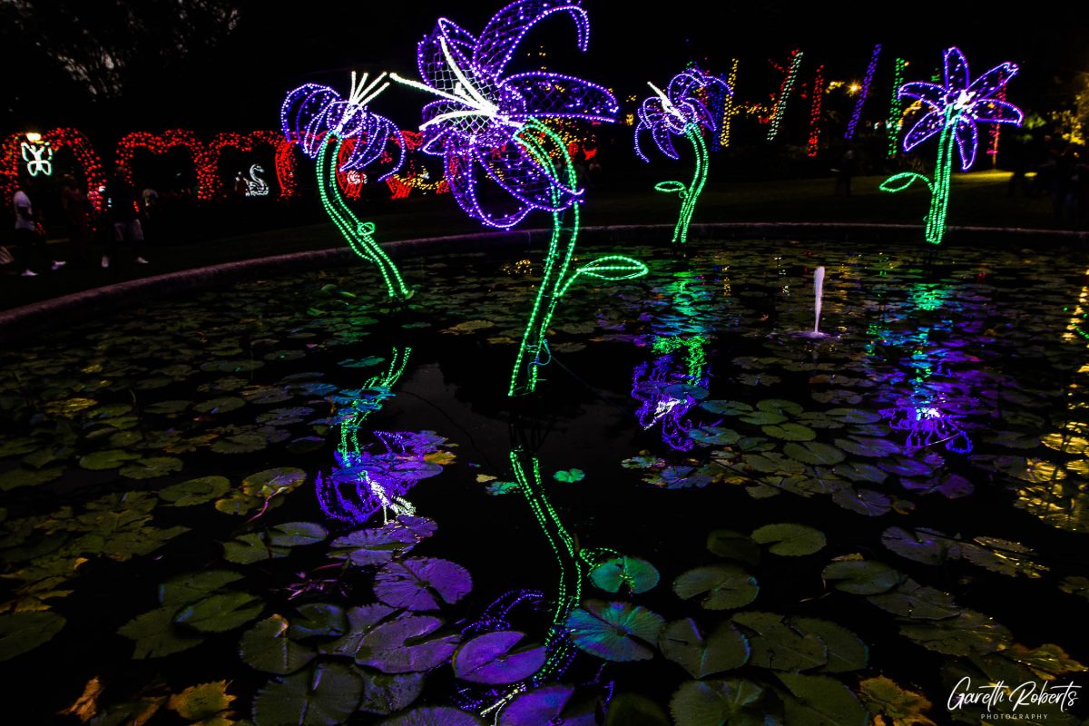 Trail of Lights Event
