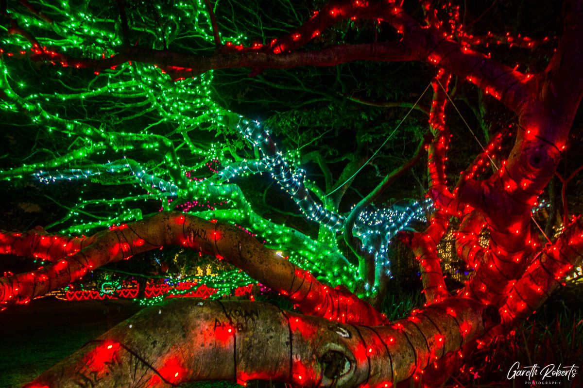 Trail of Lights Event
