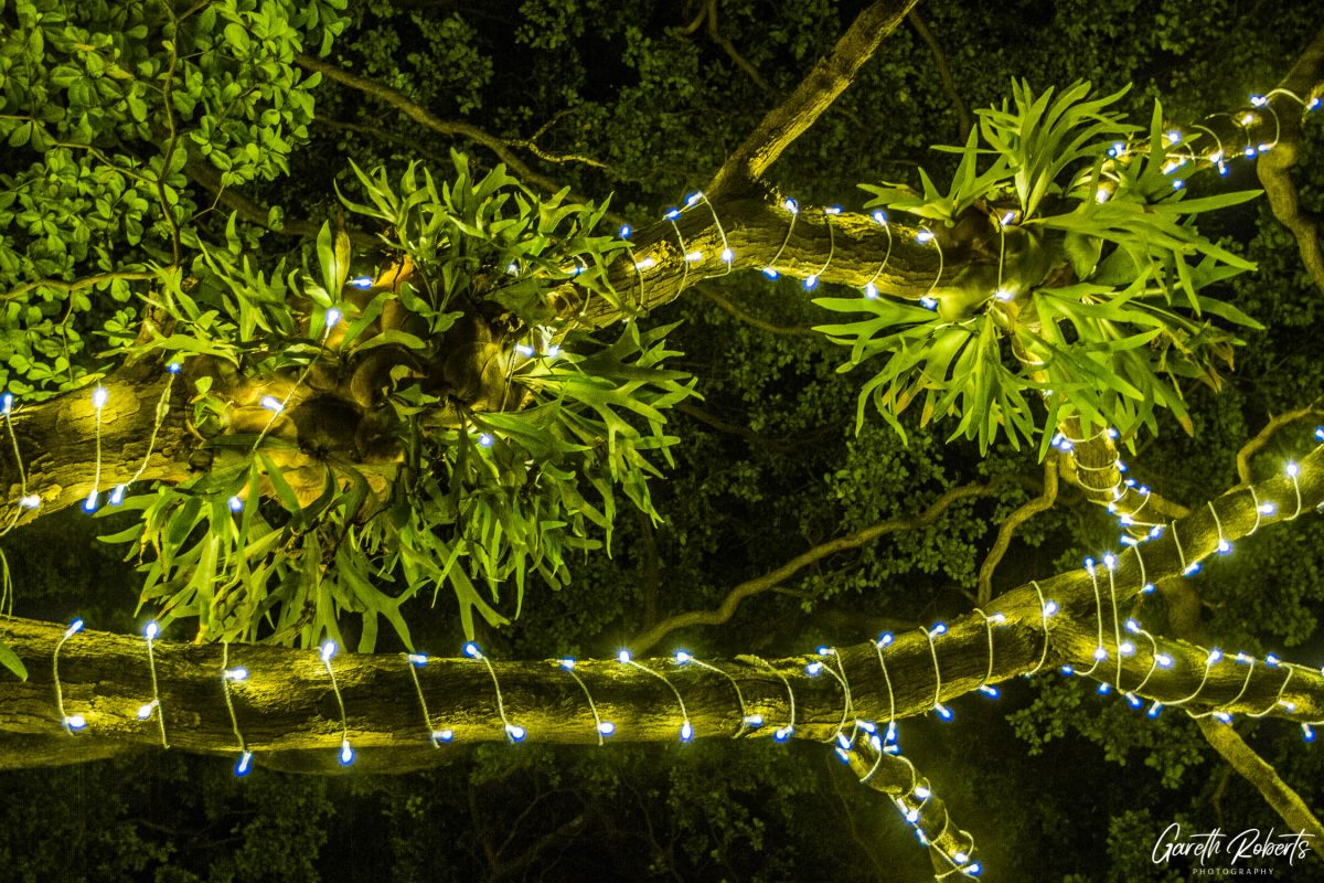 Trail of Lights Event