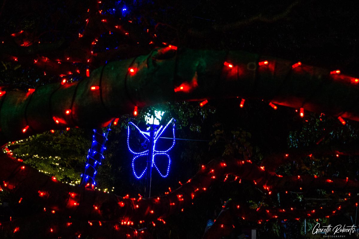 Trail of Lights Event