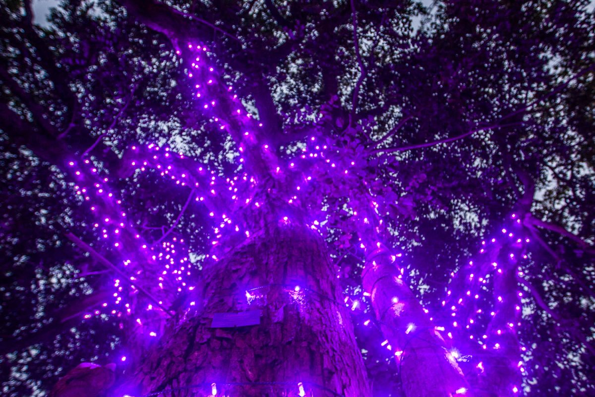 Trail of Lights Event