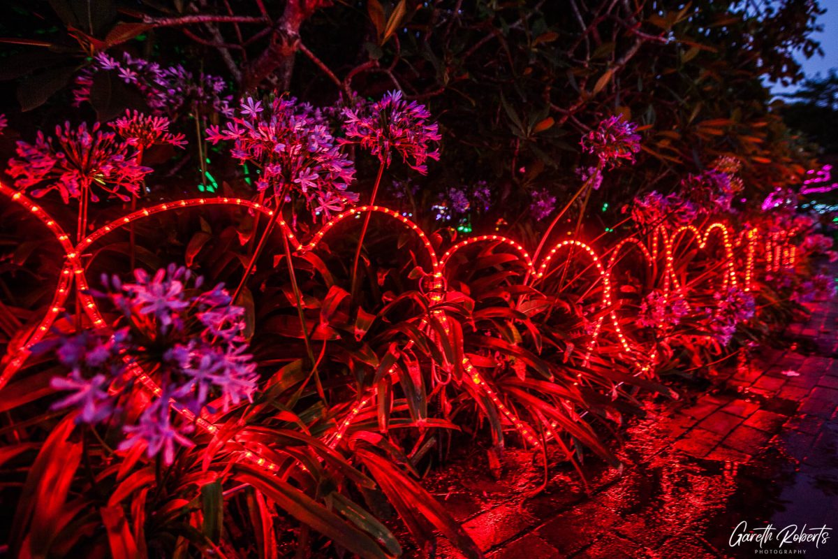 Trail of Lights Event