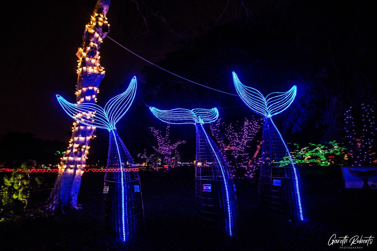 Trail of Lights Event