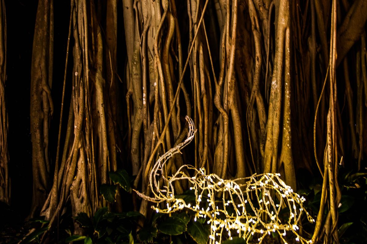 Trail of Lights Event