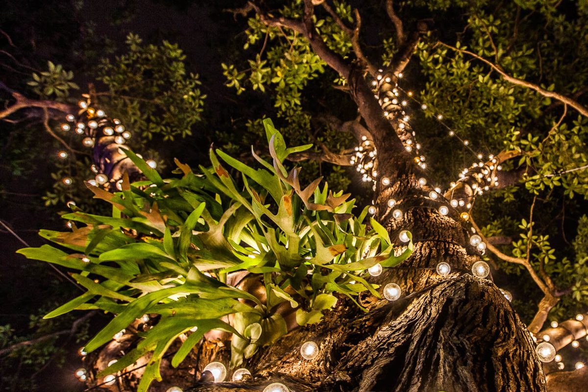 Trail of Lights Event