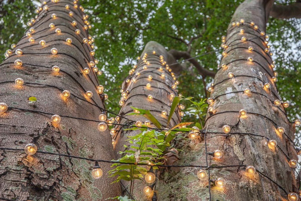 Trail of Lights Event